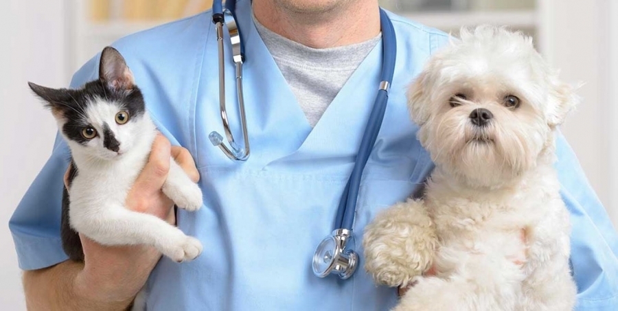 Guvernul a aprobat legislația necesară acordării sumei de 10.000 de lei medicilor veterinari de liberă practică organizați în condițiile legii, imputerniciți pentru efectuarea acțiunilor sanitare-veterinare publice
