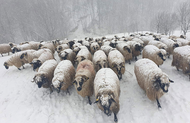 Stâna de prin munţi a familiei Vălean din Târlişua