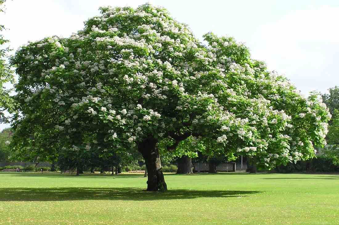 Castanul comestibil (Castanea sativa) - Lumea Satului