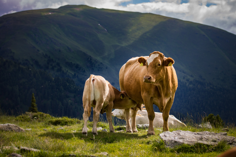 APIA eliberează adeverințe pentru solicitanții schemei de ajutor de stat în sectorul creșterii animalelor