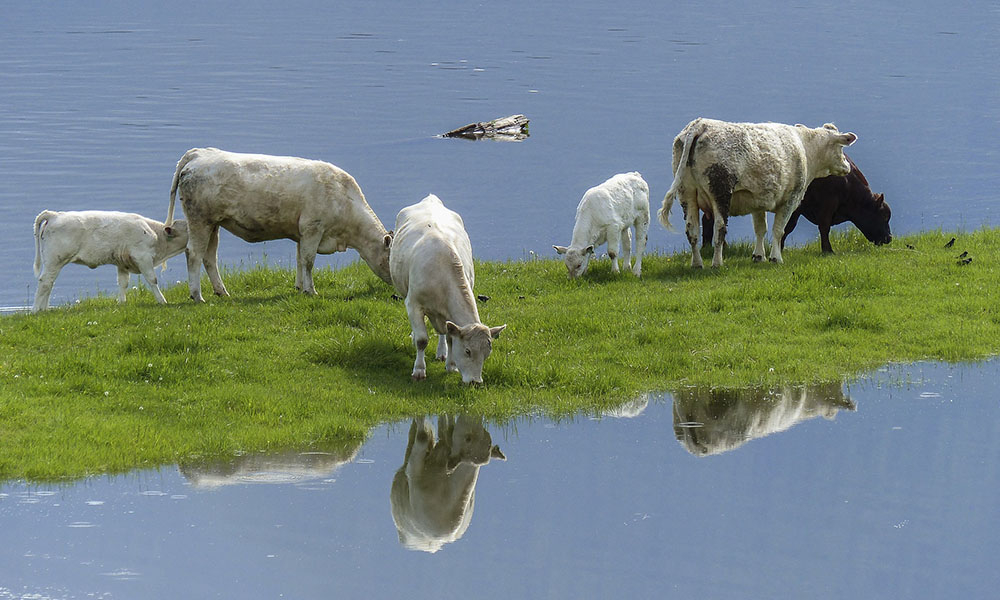 Măsuri pentru protejarea animalelor și a păsărilor în caz de inundații