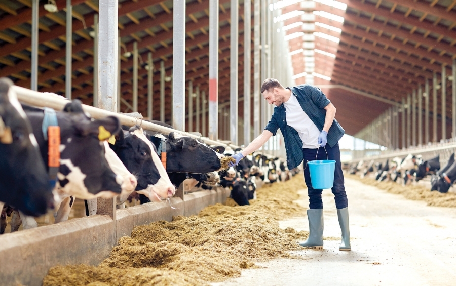 Programul pentru angajarea tinerilor în agricultură beneficiază de 1 milion de lei în acest an