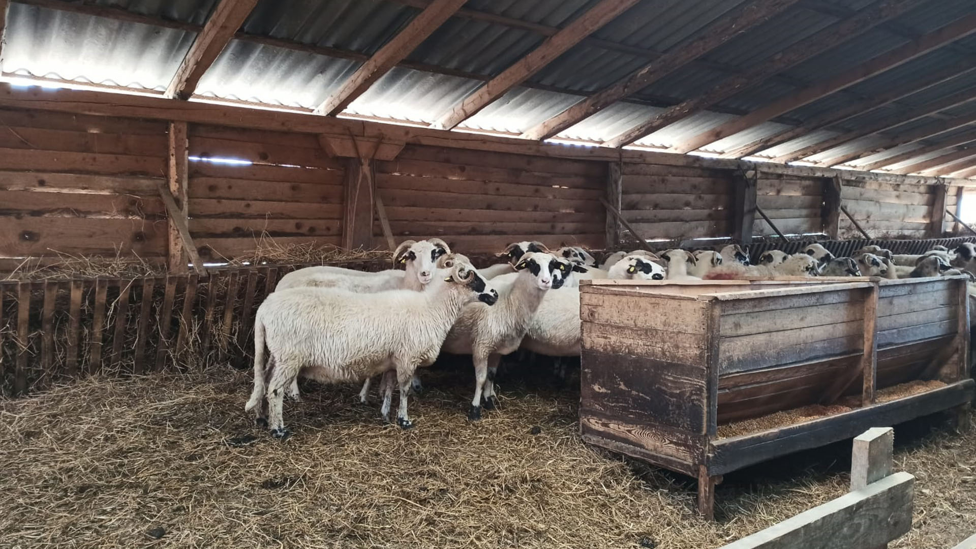 Familie renumită de oieri, probleme dificile