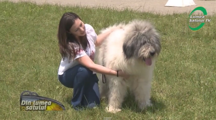 Ciobănescul de Bucovina. Dulăul plaiului cu flori