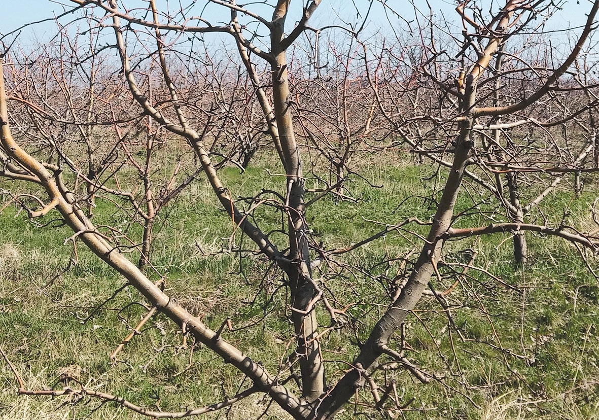 Aplicarea tratamentelor fitosanitare în perioada de repaus a pomilor
