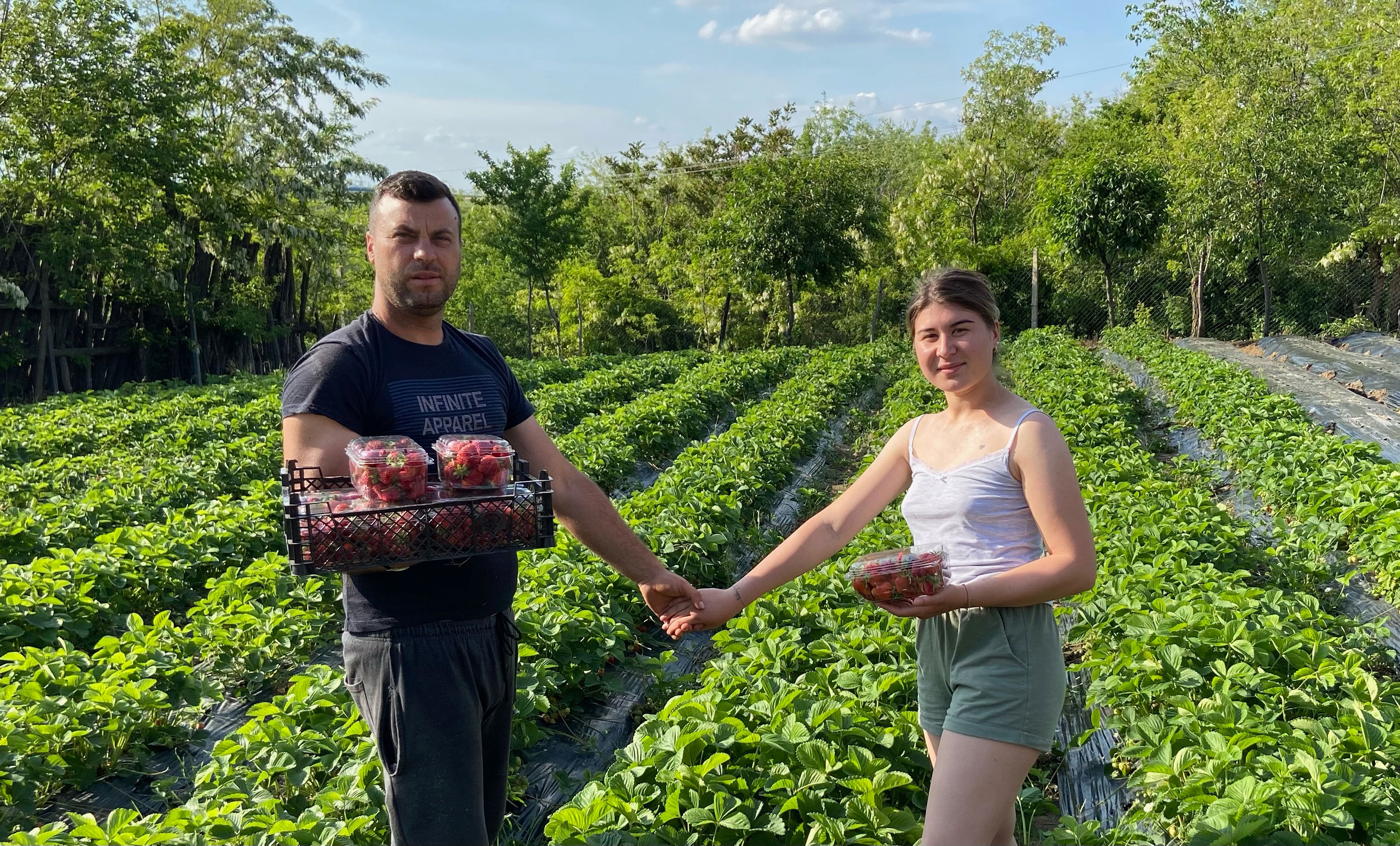 Căpșunile cu gust „tânăr“ ale unei antreprenoare din Brădești, Vaslui