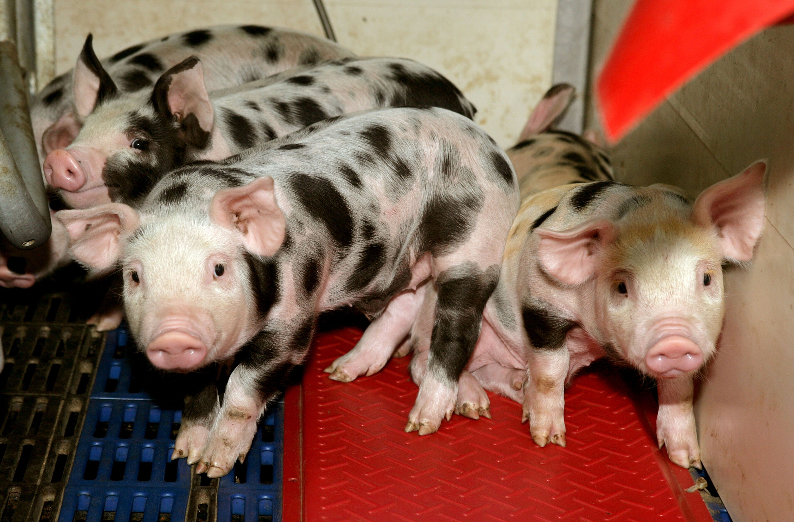 Crescătorii de porci vor beneficia de 2,3 milioane de euro din sprijinul european acordat României