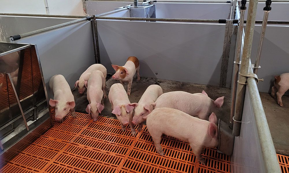 Utilizarea șrotului de muștar ca înlocuitor al premixului de intervenție cu oxid de zinc
