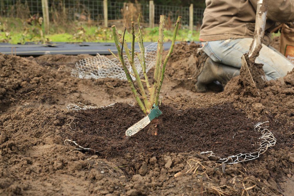 Plantarea și îngrijirea trandafirilor primăvara