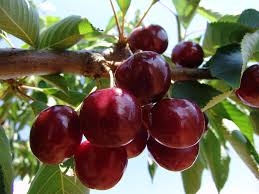 Pesticide peste limita admisă în cireșele provenite din Turcia