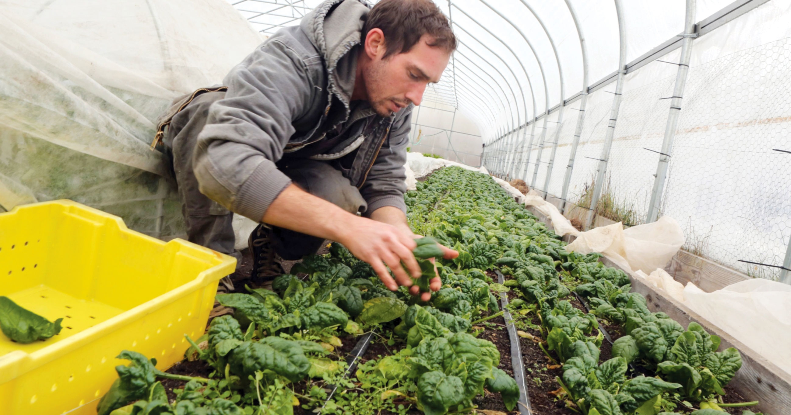Pericol la Arad, fără sprijin tinerii fermieri vor renunța la agricultură...