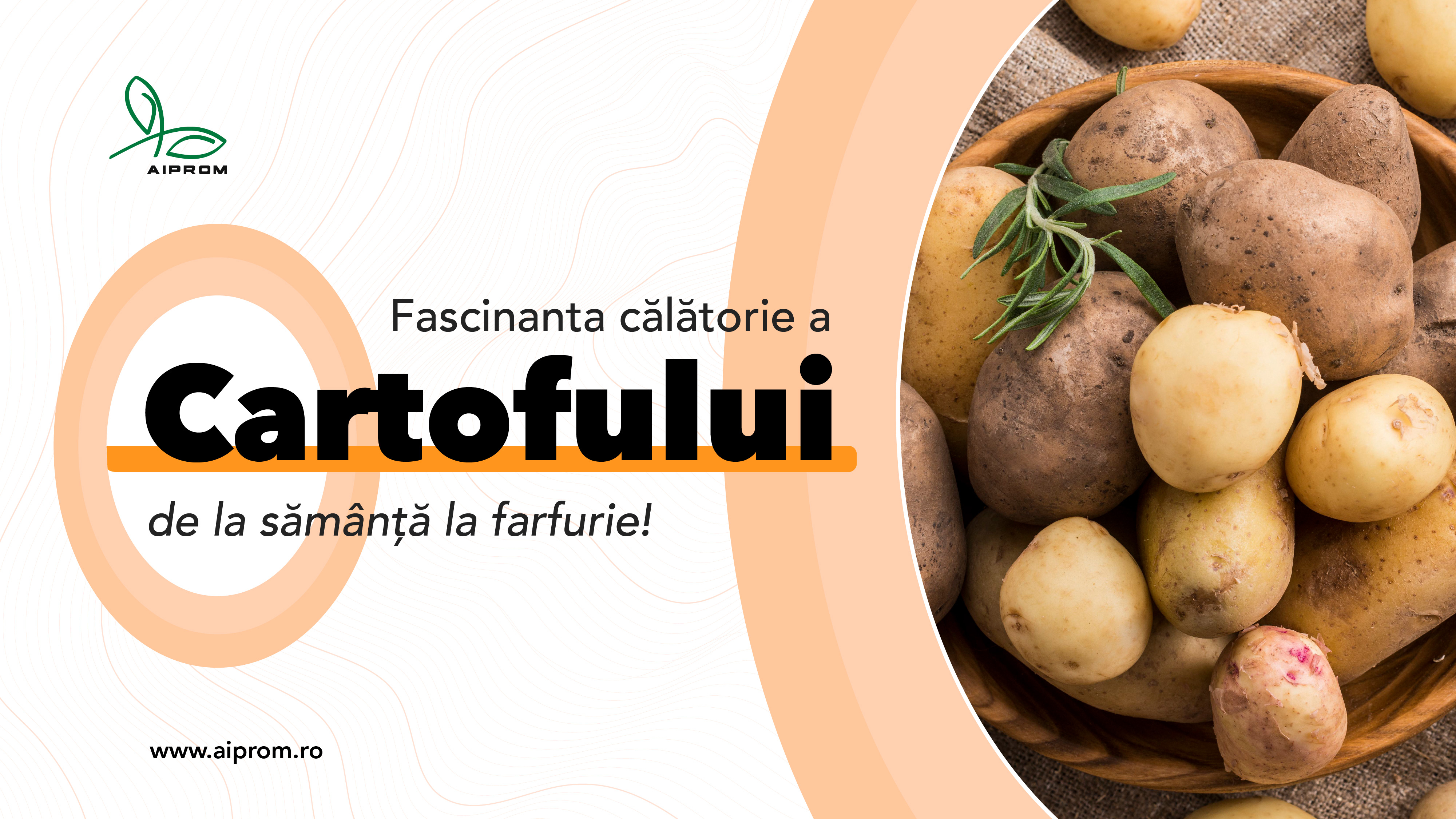 AIPROM: „Fascinanta călătorie a cartofului, de la sămânță la farfurie!”