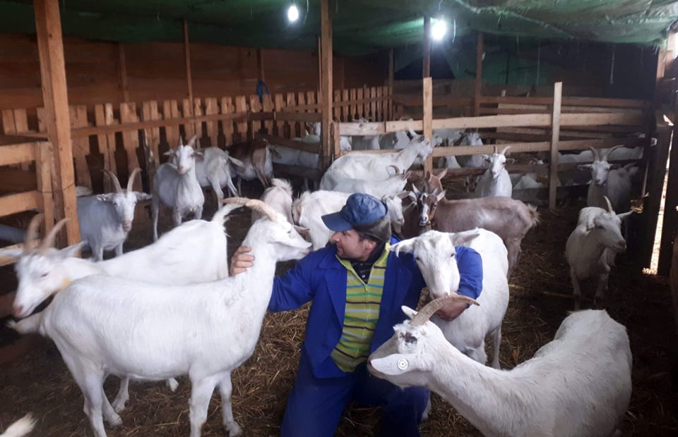 Miniferma cu capre Saanen a unui tânăr din Scânteia