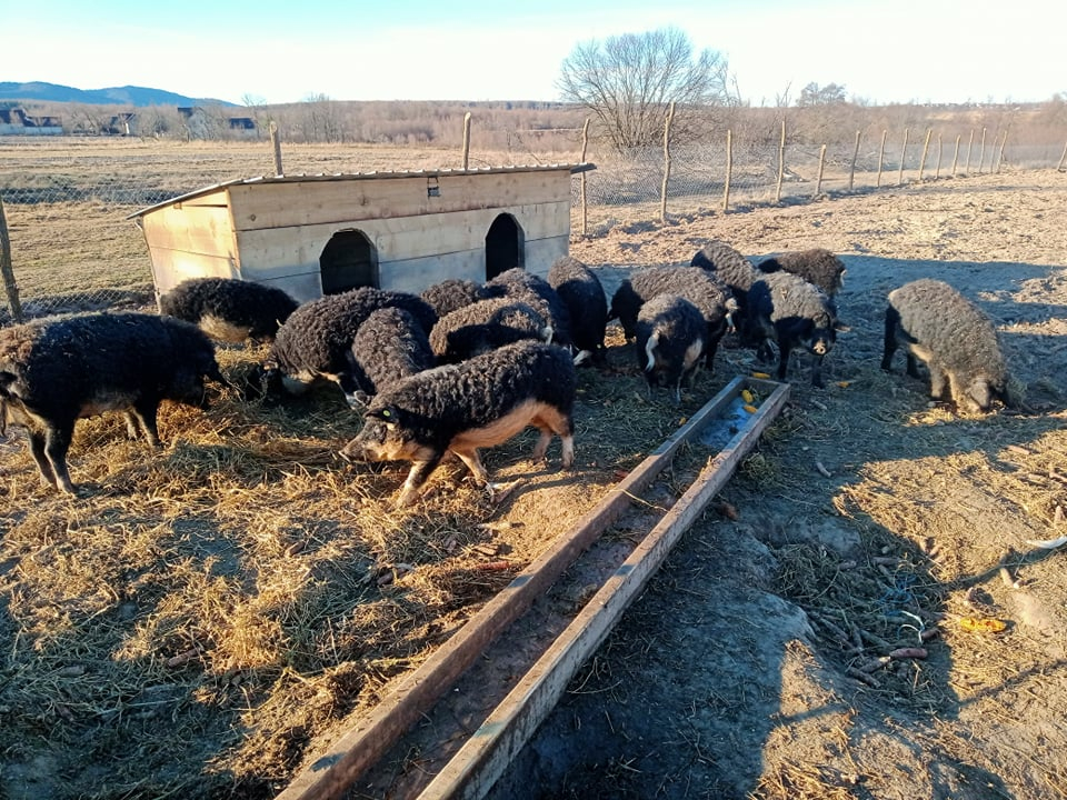 Avantajele și dezavantajele creșterii rasei Mangalița în microferme