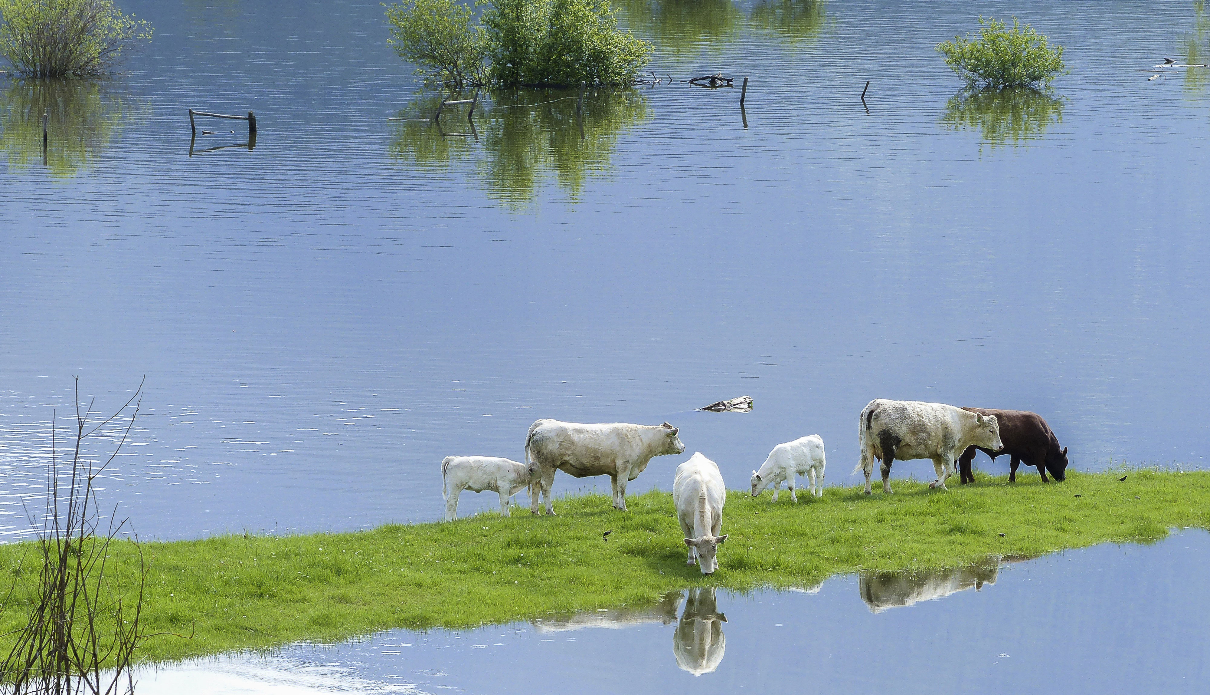 Măsuri pentru protejarea animalelor şi a păsărilor în caz de inundaţii
