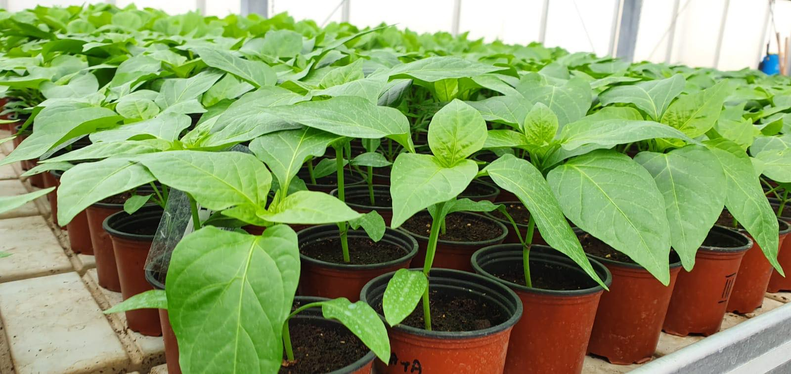 Rețeta de succes pentru repicarea răsadurilor la legume