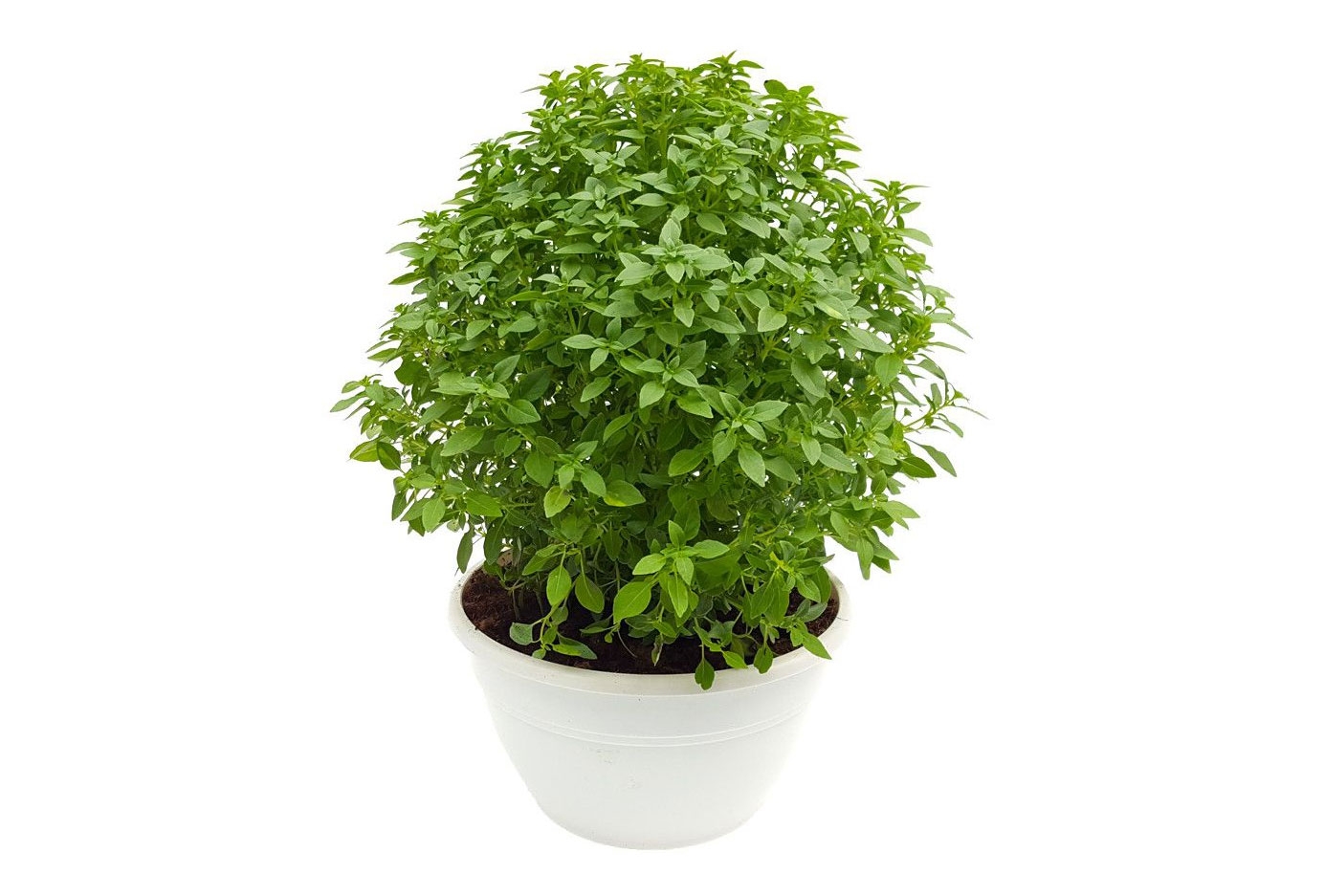 Plante-condiment produse în casă
