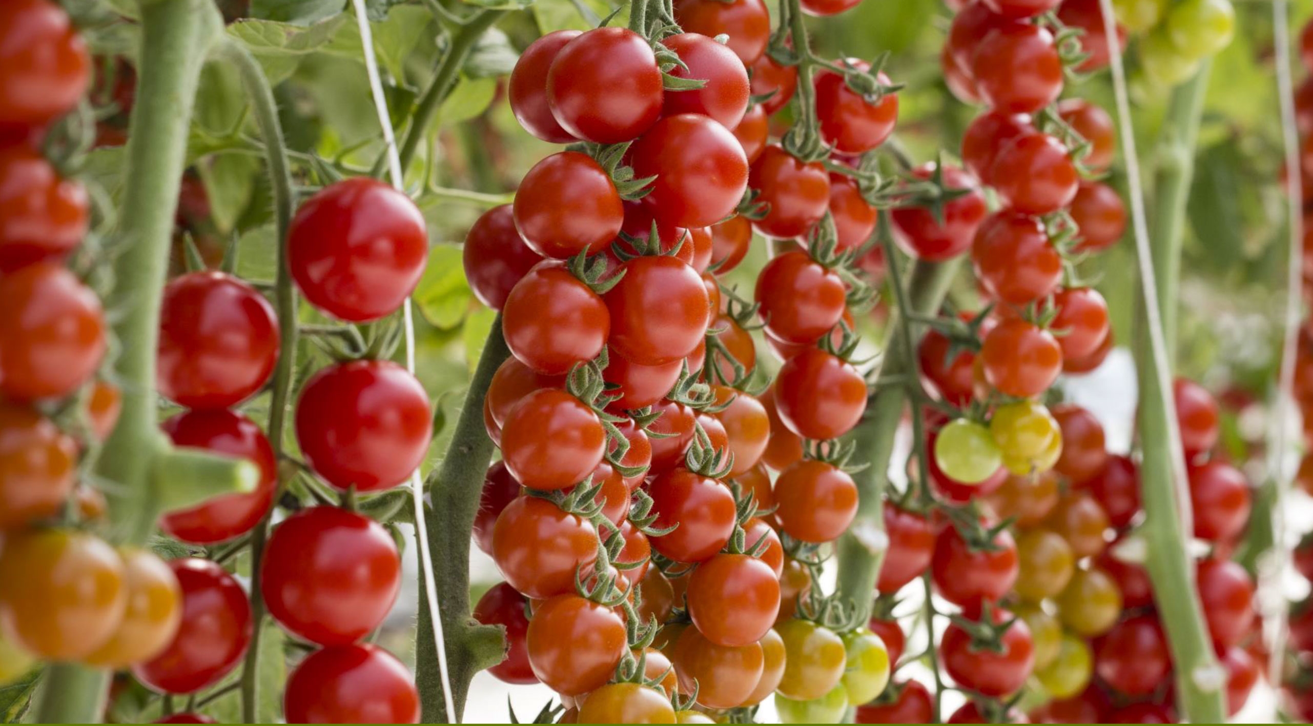 A cincea ediție a Forumului Syngenta pentru legumicultură