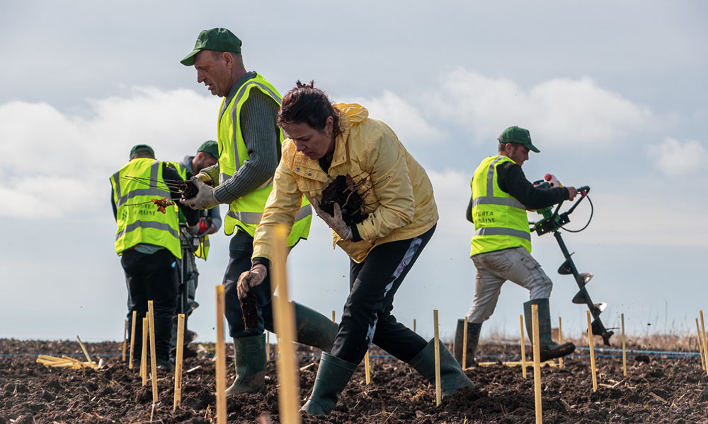 Studiu al Fundației „Pădurea de Mâine“. Ghid de bune practici pentru culturile în sistem agroforestier din România