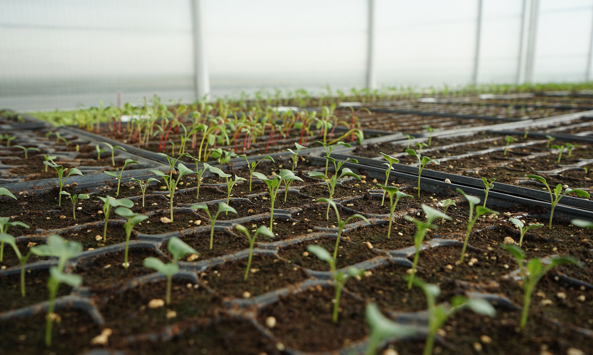 10 reguli de aur pentru cultivarea răsadurilor