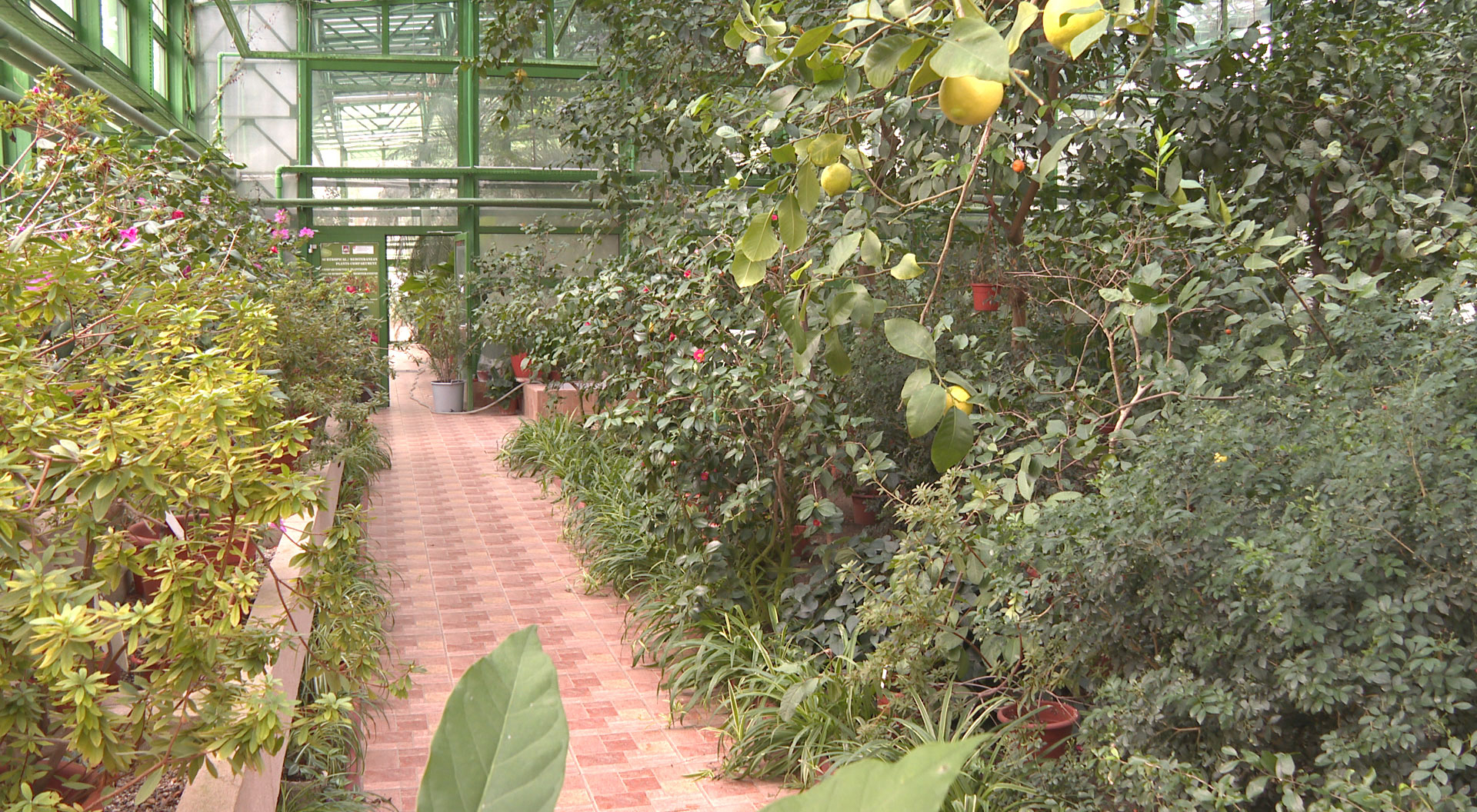 De ce să vizitezi serele Grădinii Botanice „Dimitrie Brândză“