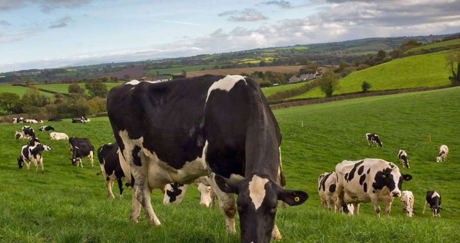 Sprijin financiar de peste 16,6 milioane lei pentru crescătorii de animale