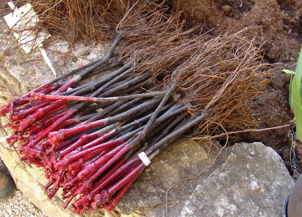 Cum să-ți produci singur butașii de vie