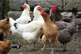 România a încasat peste 176 milioane de euro din exporturile de animale şi păsări vii, în zece luni