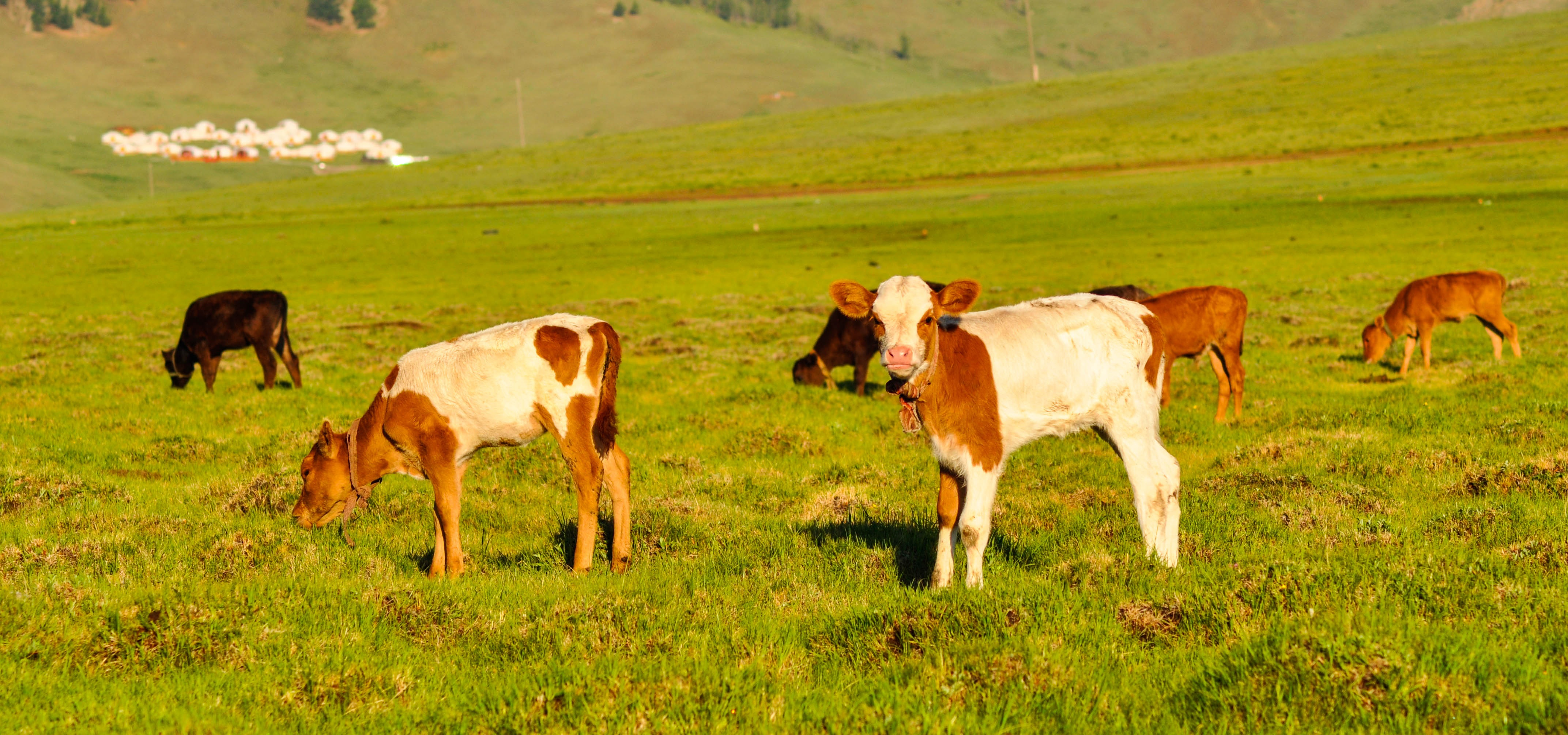 Vaccinarea animalelor, act medical în responsabilitatea medicului veterinar