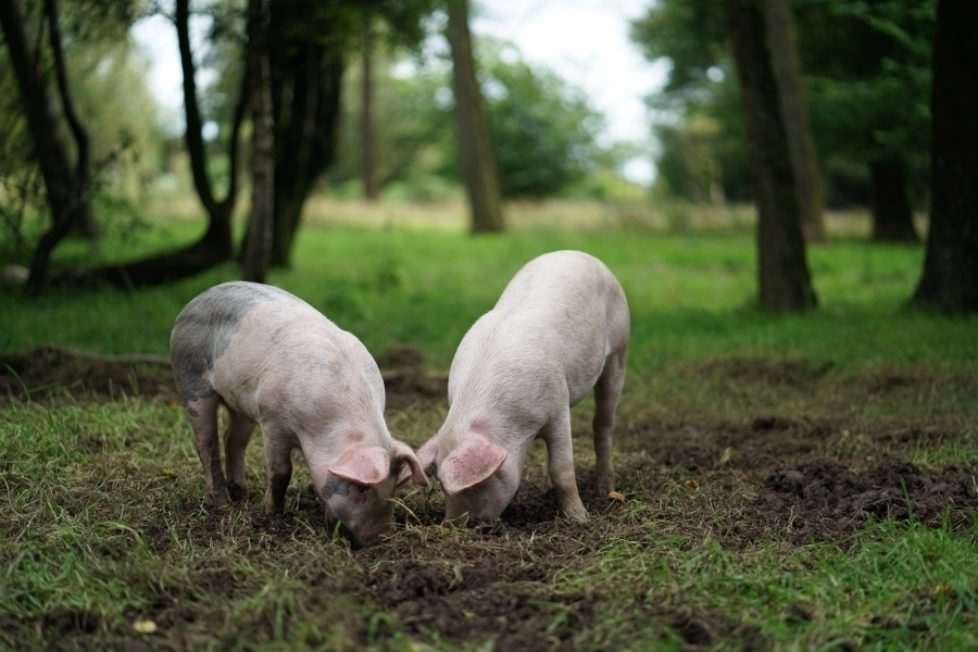 Actualizarea situației privind evoluția Pestei Porcine Africane la data de 6 mai 2021
