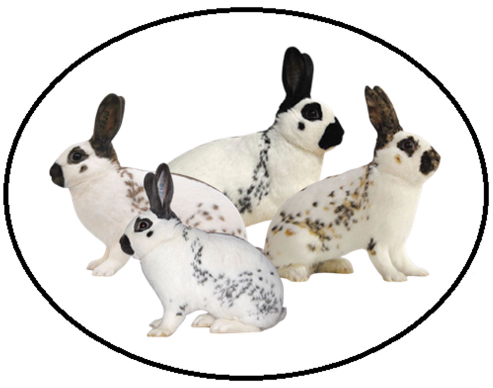 Pestrițul englez, eleganță și rafinament