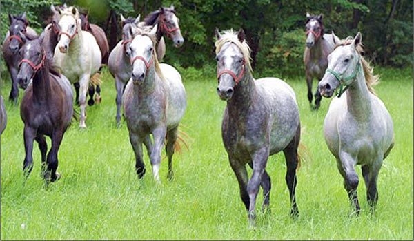 Scandalul cărnii de cal, o fraudă internaţională comisă de bande mafiote