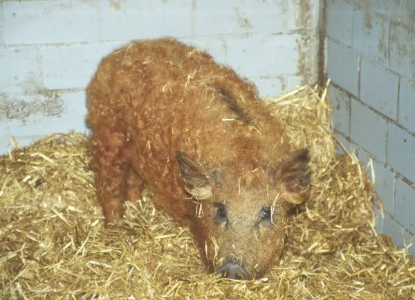Prima ediţia a Festivalului "Mangaliţa" dedicat promovării acestei rase de porc