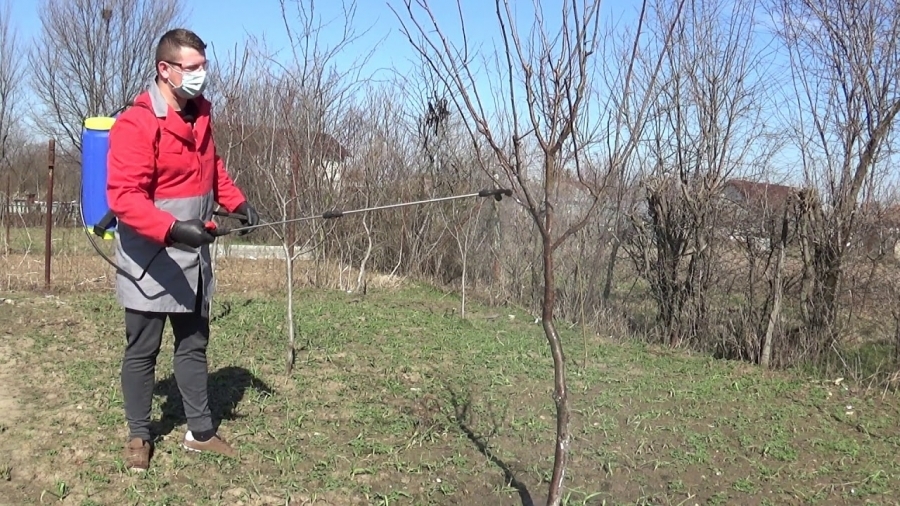 Stropirile de primăvară și vară la pomii fructiferi