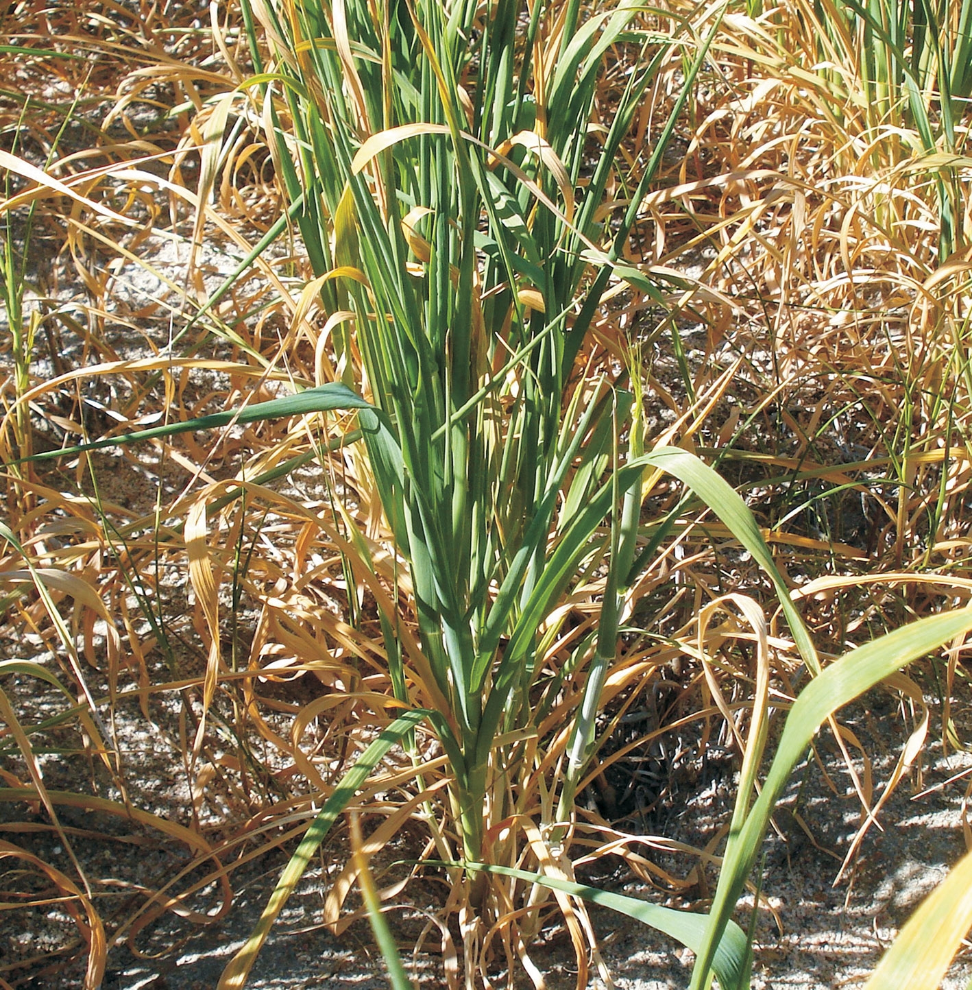 Aspecte ale șiștăvirii şi ofilirii la plantele agricole