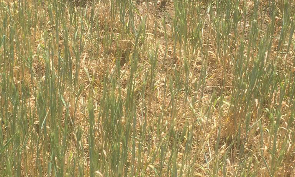 Alianța pentru Agricultură și Cooperare face un apel la fermierii calamitați să se mobilizeze și depună cererea de înștiințarea de daune la culturile agricole înființate în toamna anului 2021