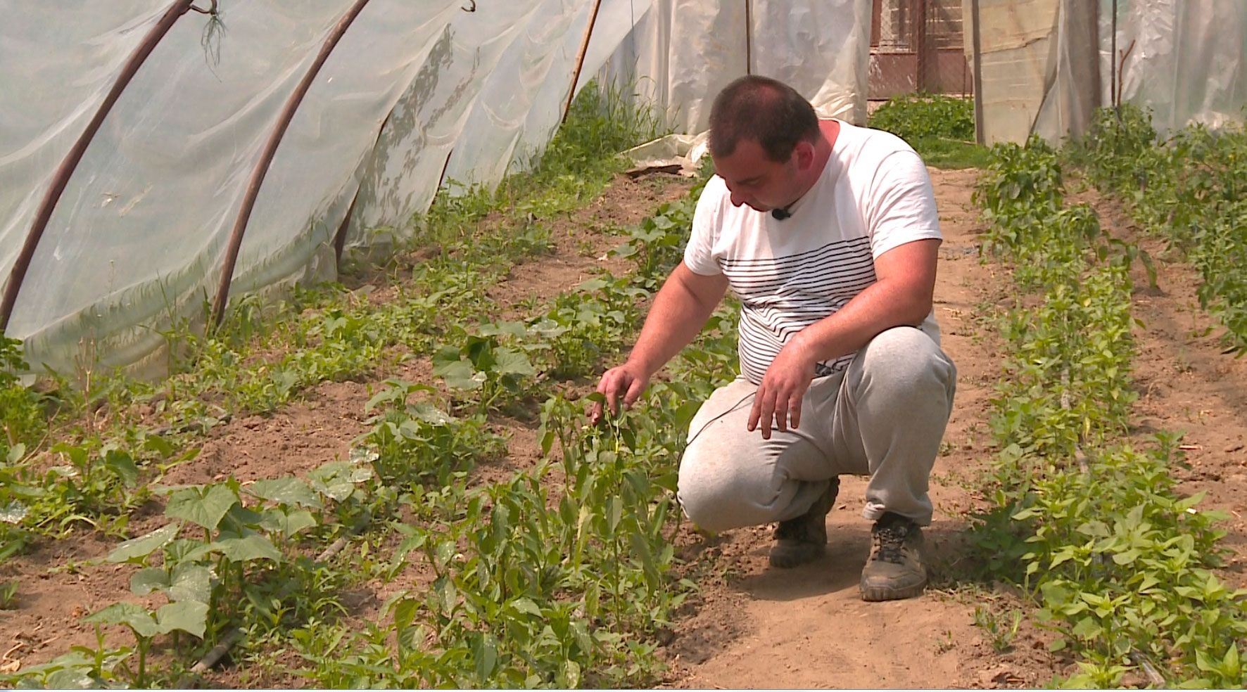 Agricultura ecologică nu-i pentru oricine