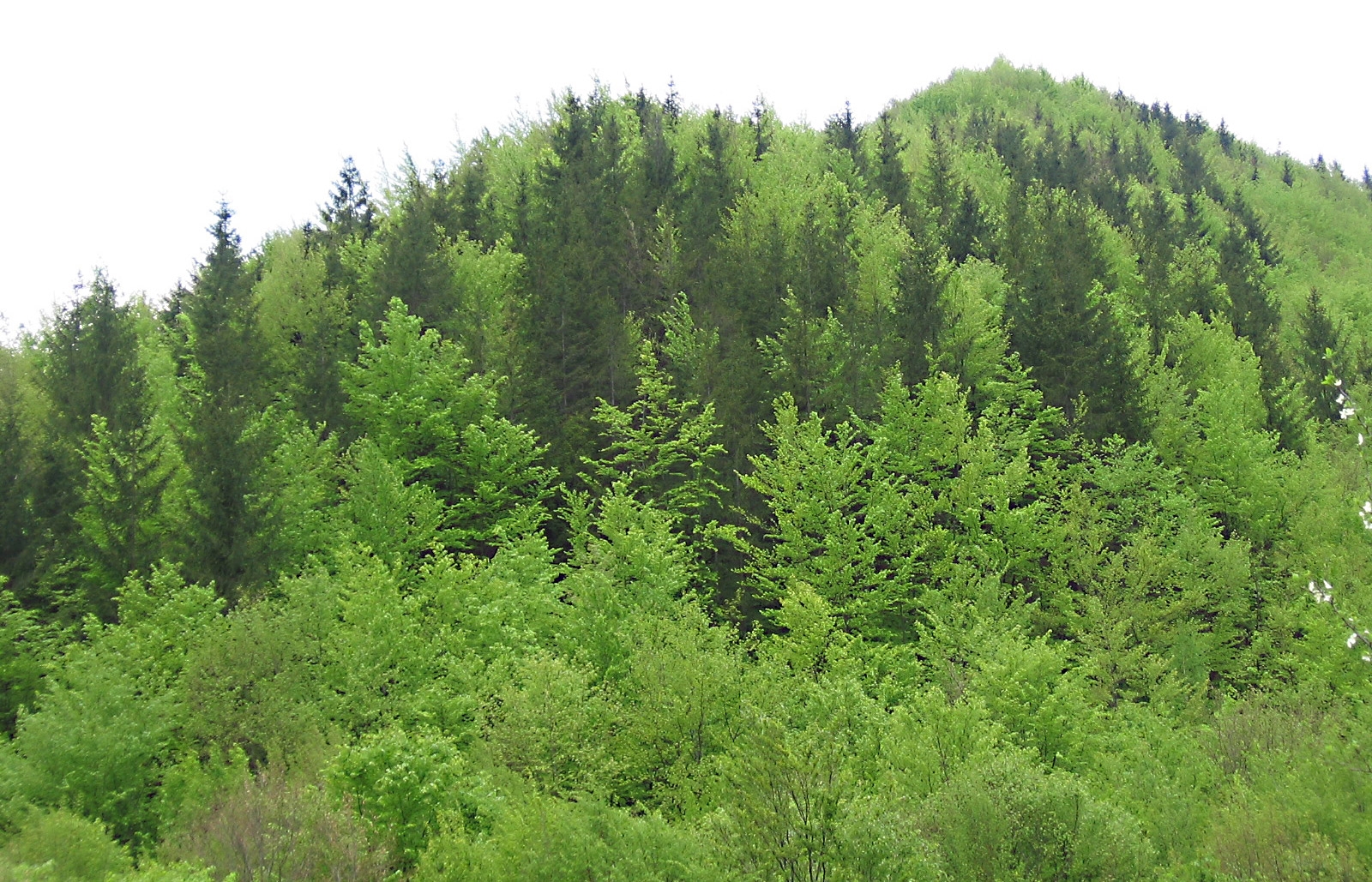 Fenomen ciudat în Prahova. Plâng pădurile după pădurari!