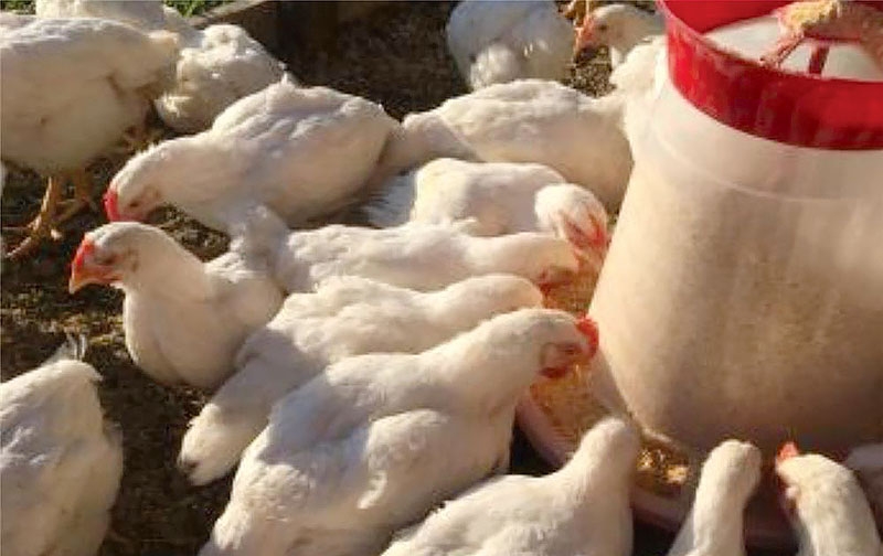 Sorgul, soluţie nutriţională alternativă în hrana puilor de carne