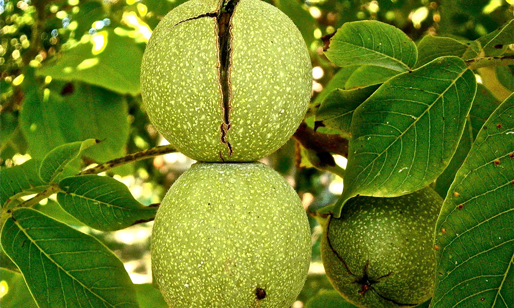 Știați că… despre nuci