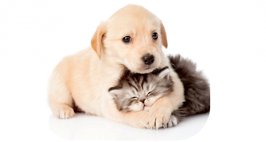 Virusul SARS-COV-2 şi infectarea animalelor domestice şi de companie