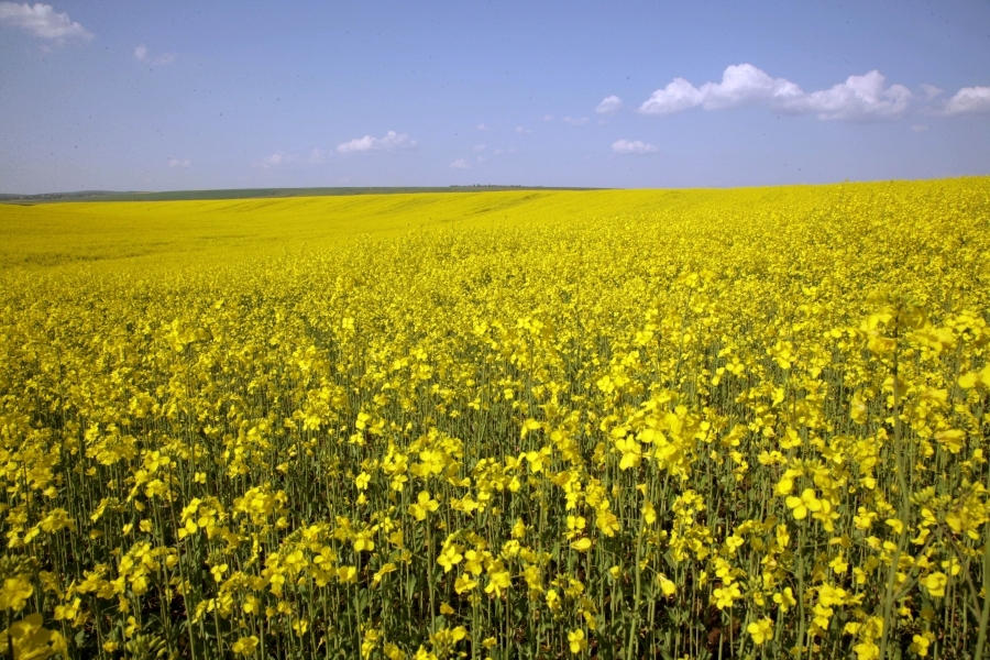 Corteva Agriscience prezintă primii fermieri campioni la rapiță