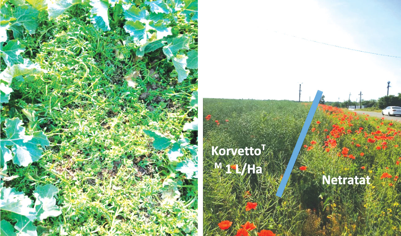 KORVETTO™ – Erbicidul nr. 1 pentru combaterea buruienilor dicotiledonate din cultura de rapiță