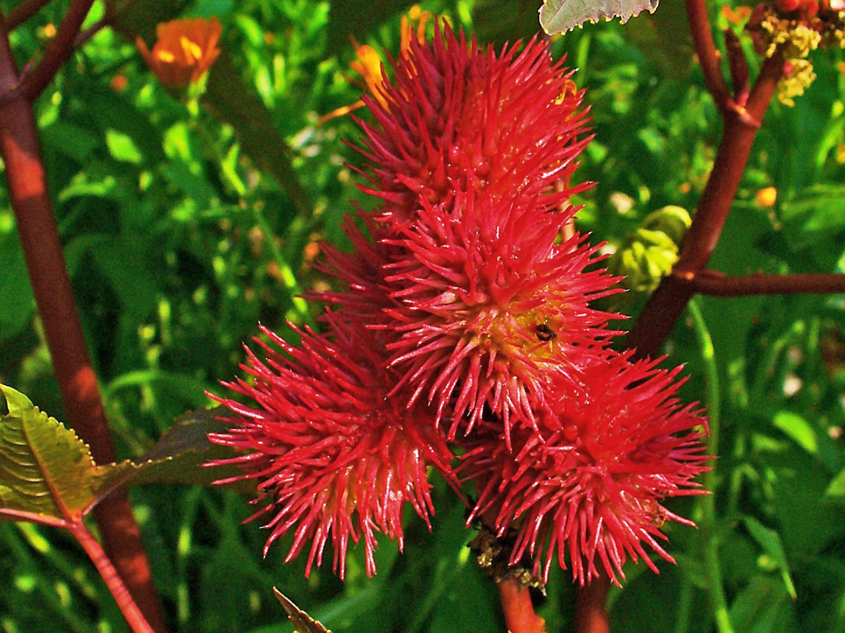 Ecoricinus. Prima asociație națională a cultivatorilor de ricin