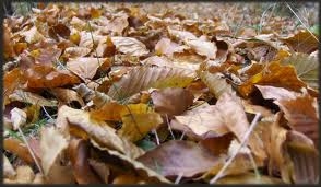 Brumărel - în casele bunicilor de la ţară