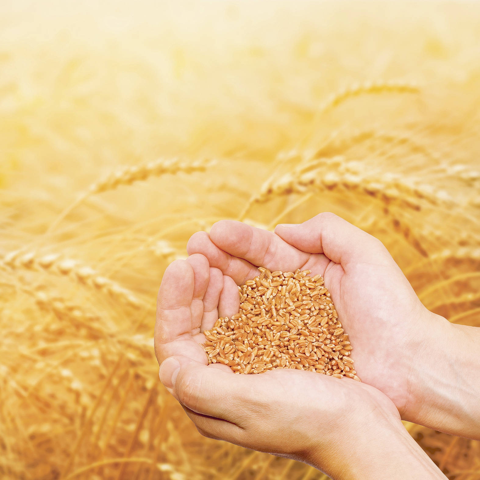 Comisarul UE pentru agricultură dezamăgit de intenţia Ucrainei de a suspenda exportul de grâu