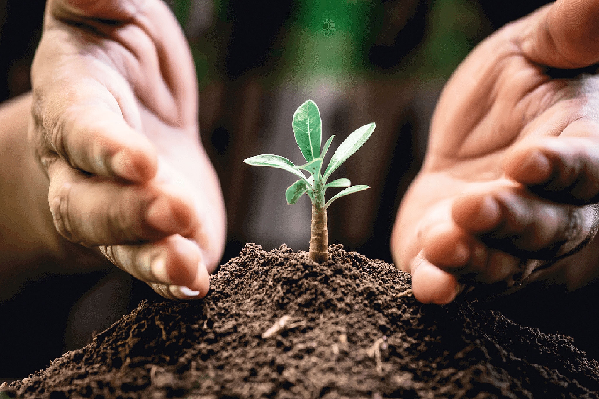 Protecția plantelor în România - cu un ochi în trecut, cu altul în viitor