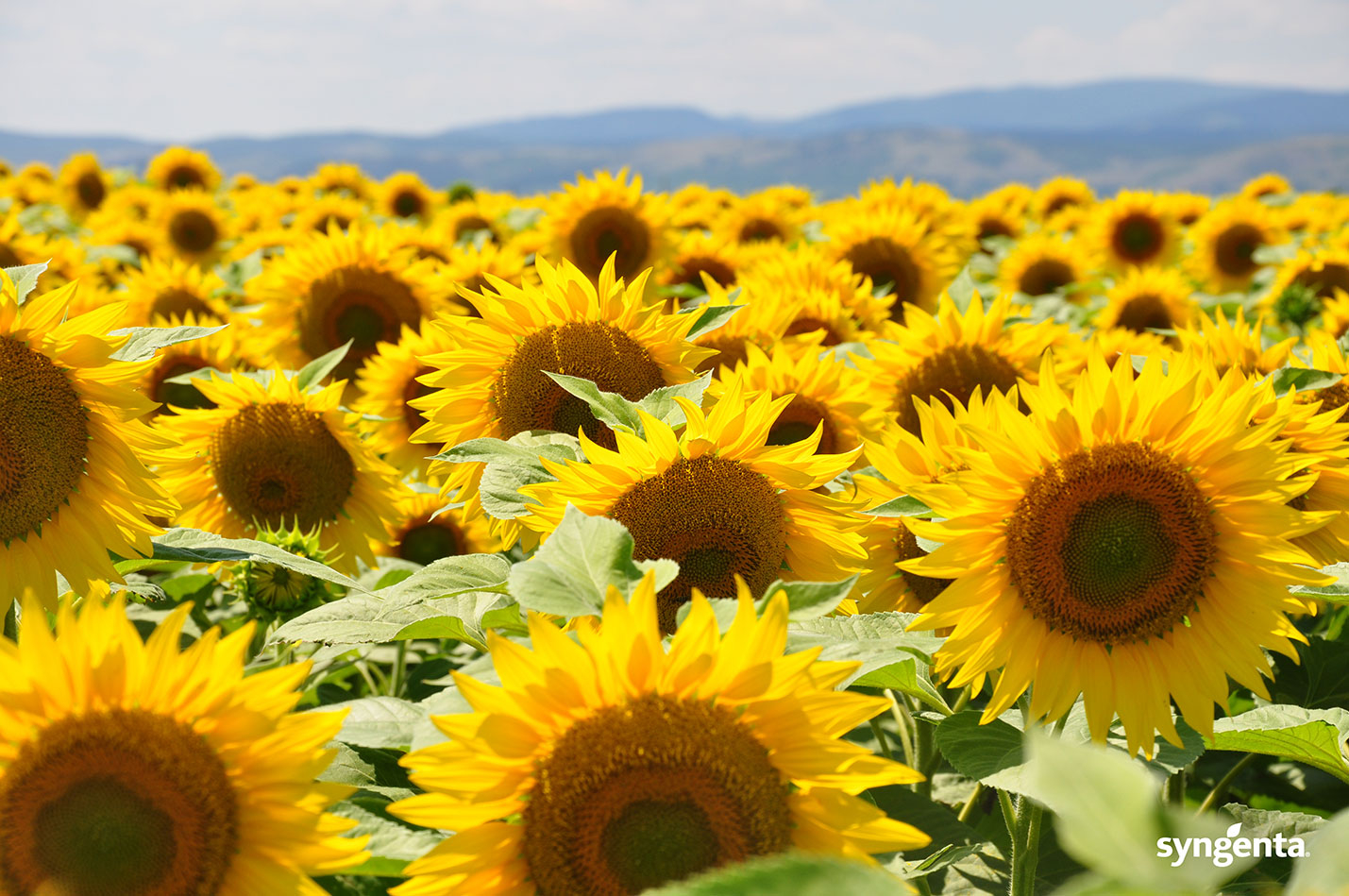Recomandările Syngenta pentru floarea-soarelui în sezonul 2022