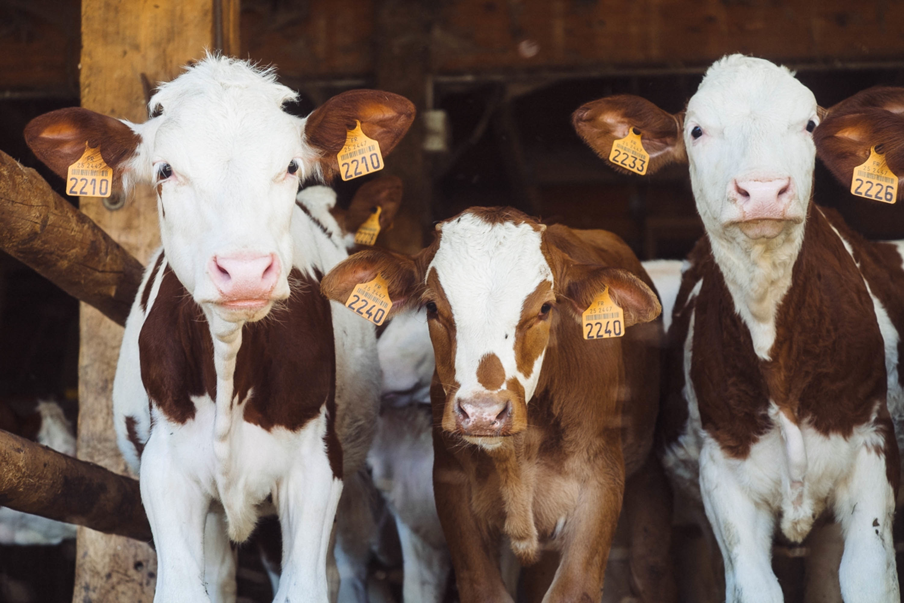 Acţiuni ale serviciilor sanitare veterinare pentru asigurarea statusului de sănătate la animale