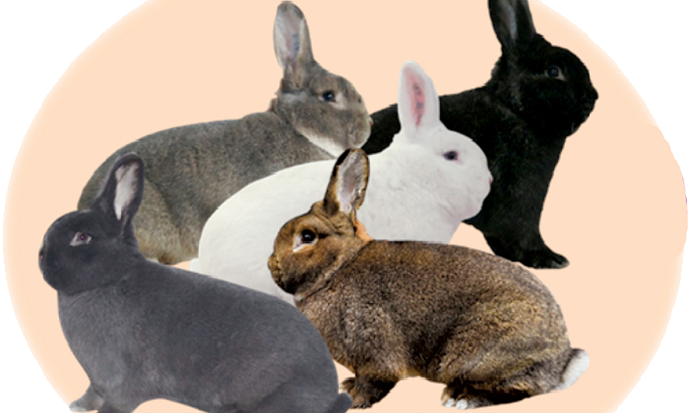 Iepuri - Rasele vieneze